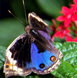 CalspeedArcade-butterfly.png