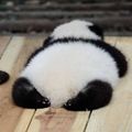 BoringPerson-panda-butt.jpg