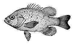 Transylvania (Mac OS Classic) - Fish.png