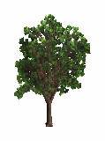 Ts1 tree2 tc.png