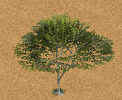 ZTP-Birch.png