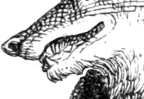 Aviaryattorney streetfox mouth2.png