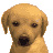 Nintendogs-IconGoldenRetriever1.png