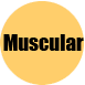 ASCSMuscular.png