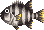 Barred Knifejaw PG Field Sprite.png