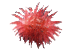 A sea anemone representing Sam.