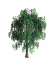 Ts1 tree5 tc.png