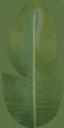 TFA2004 amazonLevel PALM6.png