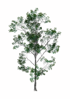 Ts1 tree1 tc.png