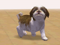 NDG dog shih01.jpg