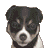 Nintendogs-IconSheltie2.png