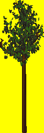 Ts1 1998 tree1summer.png