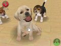 NintendogsJanuary2005Screenshot4.jpg