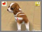 NintendogsFebruary2005Screenshot14.jpg