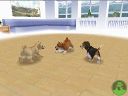 NintendogsJanuary2005Screenshot12.jpg