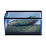 Arapaima PG Furniture Icon.png