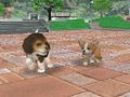 Ds Nintendogs ss 10.jpg