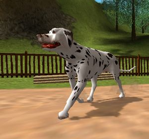 SWMDalmatian-DogsLife.jpg