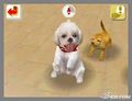 NintendogsFebruary2005Screenshot9.jpg