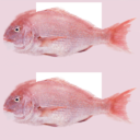 NintendoWareSDK-Bgs fish.png