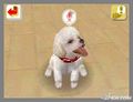 NintendogsFebruary2005Screenshot3.jpg