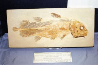 OoT-Impa's House Fish Fossil.png
