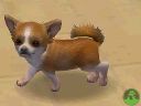 NintendogsMarch14-2005Screenshot4.jpg