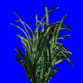 CSDS-Lostcause grass tuft 2-O.png