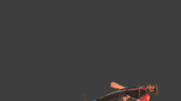 TF2 Sniper Taunt tada.gif