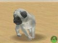 NintendogsJanuary2005Screenshot6.jpg