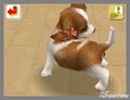 NintendogsFebruary2005Screenshot13.jpg