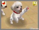 NintendogsFebruary2005Screenshot8.jpg