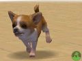 NintendogsMarch14-2005Screenshot15.jpg