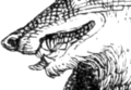 Aviaryattorney streetfox mouth3.png