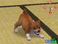 NintendogsMarch14-2005Screenshot27.jpg