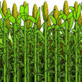 Baldi's Basics Plus-Corn.png